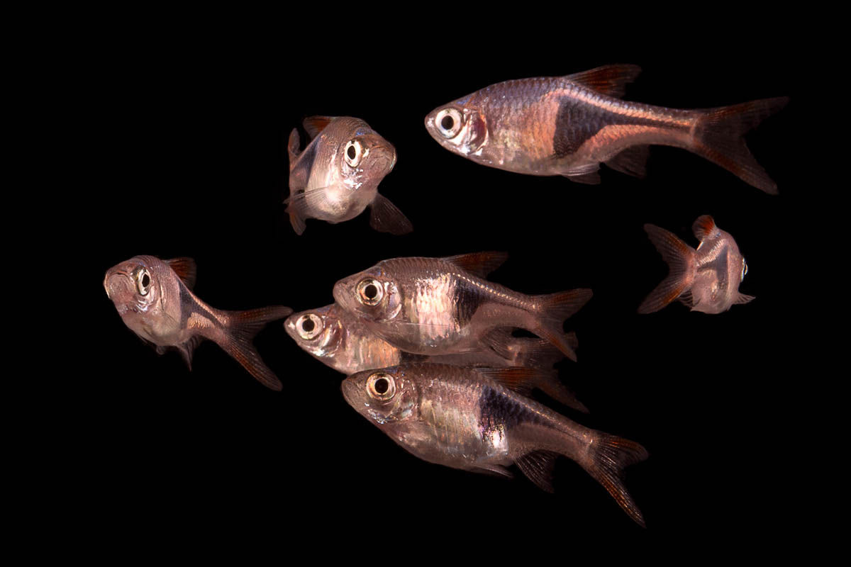 Harlequin Rasboras are a great beginner fish for a small aquarium